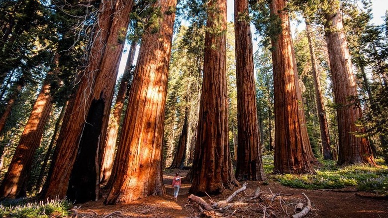 A person walking on Muir Grove trail under giant trees in Sequoia National Park