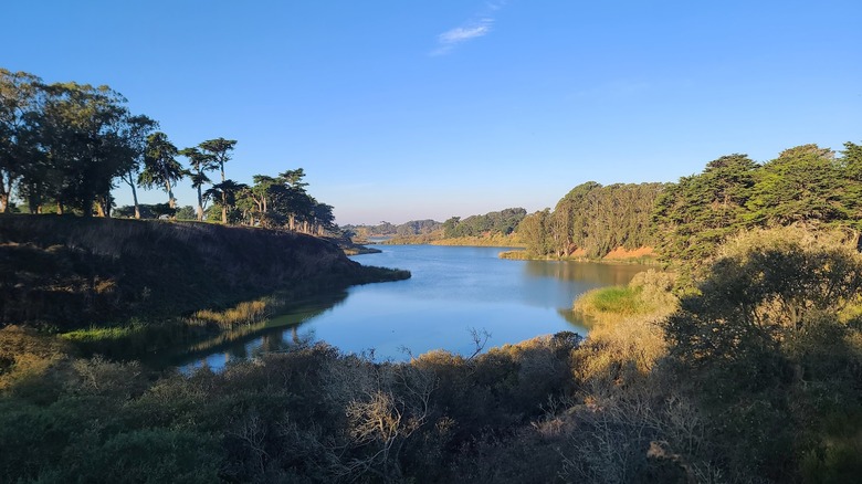 Trees and greenery around Lake Merced in San Francisco.