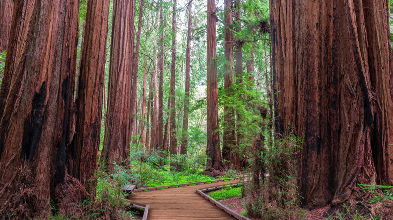 Towering redwoods with bright green vegetation on either side of a wooden boardwalk at Muir Woods National Monument.