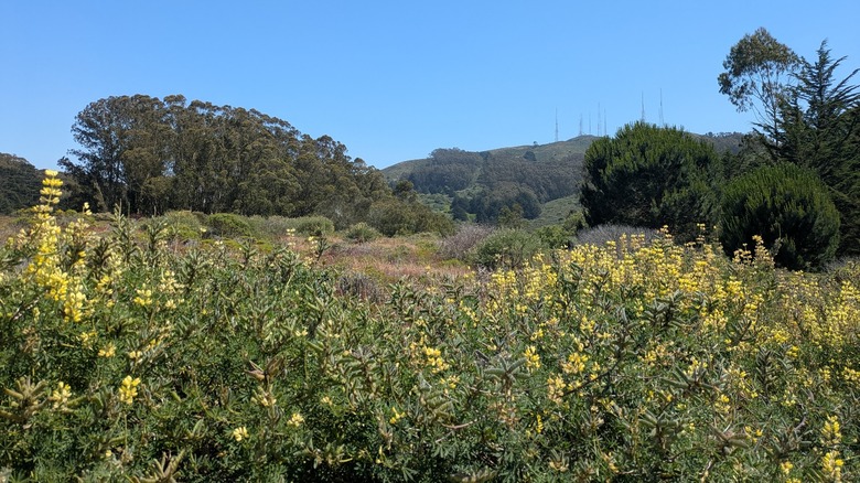 A hillside with yellow flowers and brush at San Bruno Mountain State Park