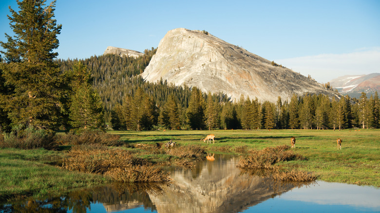 View of Yosemite National Park's Lembert Dome from Tuolumne Meadow