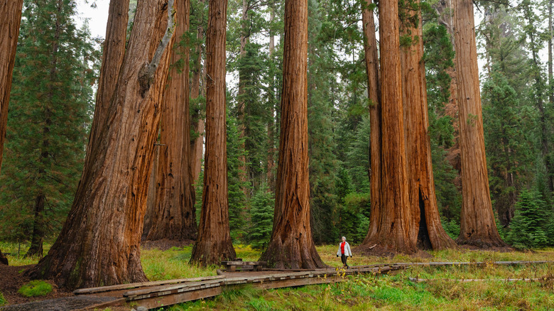 A woman hikes along the boardwalk in Yosemite's Mariposa Grove in Wawona