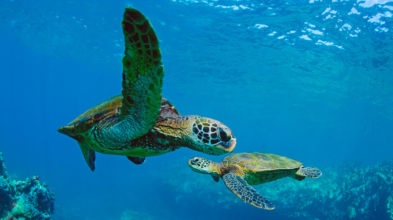 Green sea turtles underwater in Maui, Hawaii