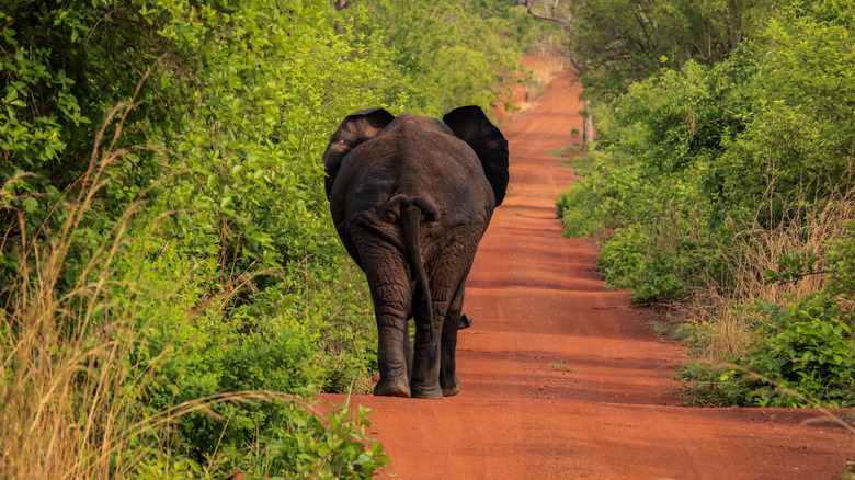 Elephant walking on a dirt road in Mole National Park, Ghana