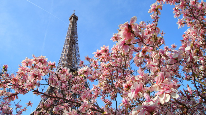 eiffel tower and cherry blossoms 
