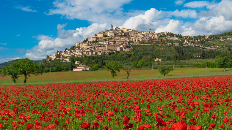 spring poppies in italy