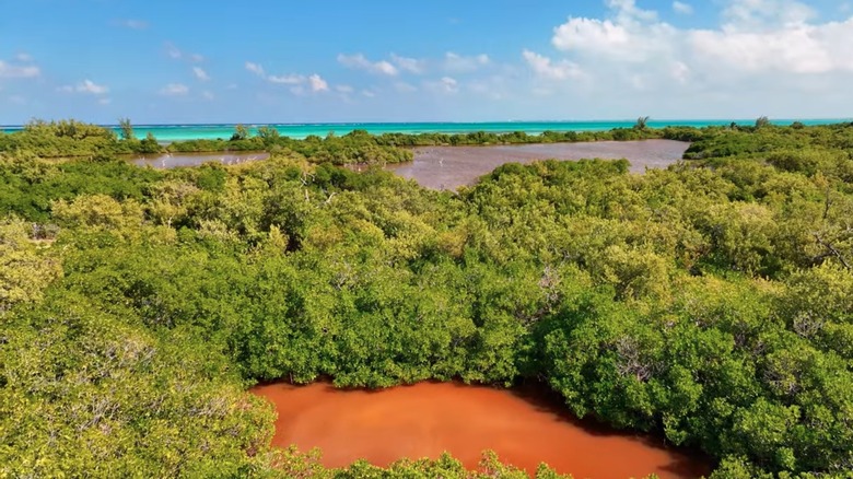 Mangrove swamp on tropical island