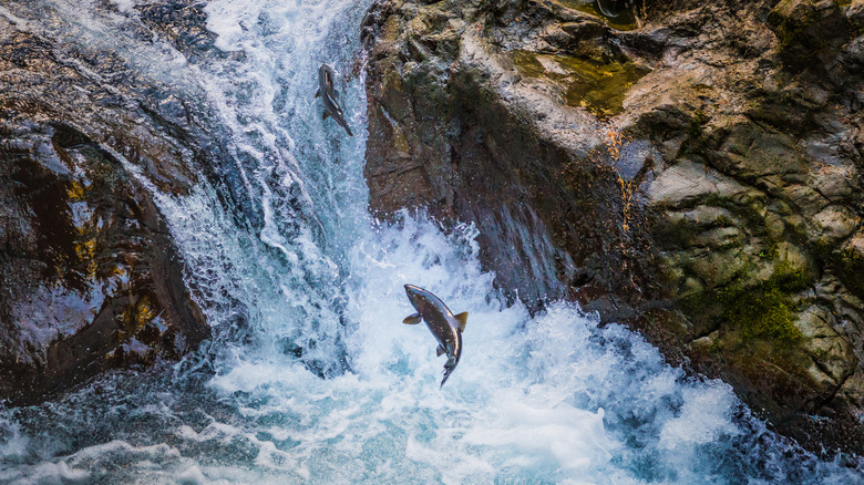 Two Coho salmon leaping up waterfall in Salmon Cascades