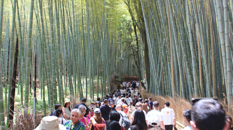 Arashiyama Bamboo Forest in Kyoto, Japan