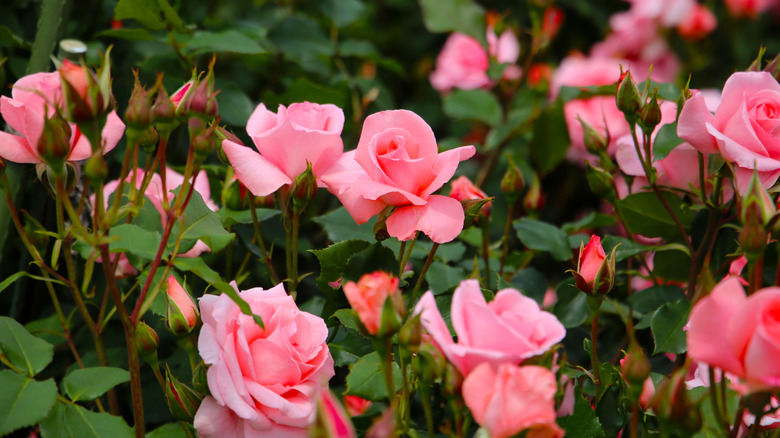 A close up of pink rose bushes in bloom