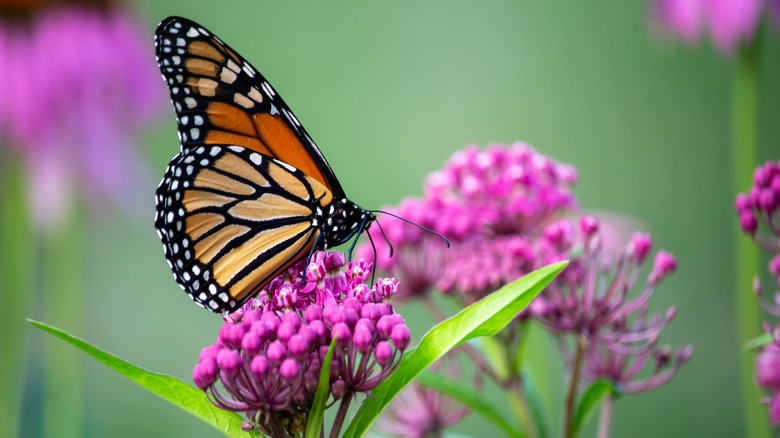 A close up of an orange Monarch butterfly feeding on purple flowers