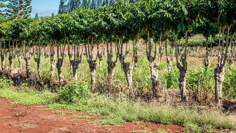 Rows of coffee trees in Oahu