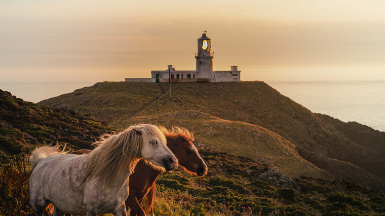 Horses stand before the lighthouse on Strumble Head just outside of Fishguard
