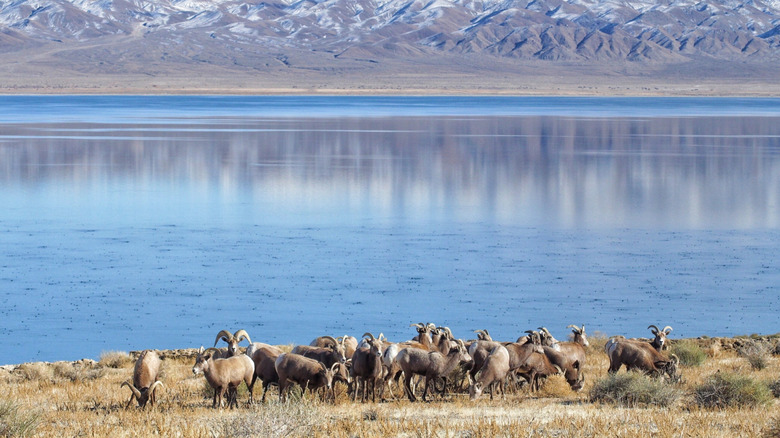 A group of bighorn sheep roam the shore of Walker Lake, Nevada