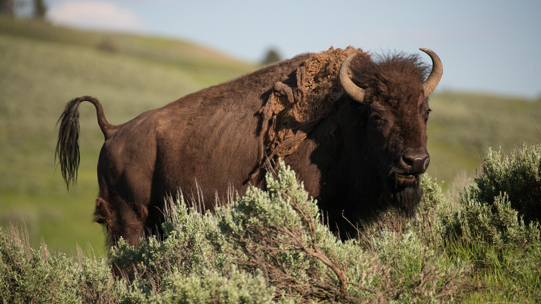 Large bison on prairie with tail pointed up