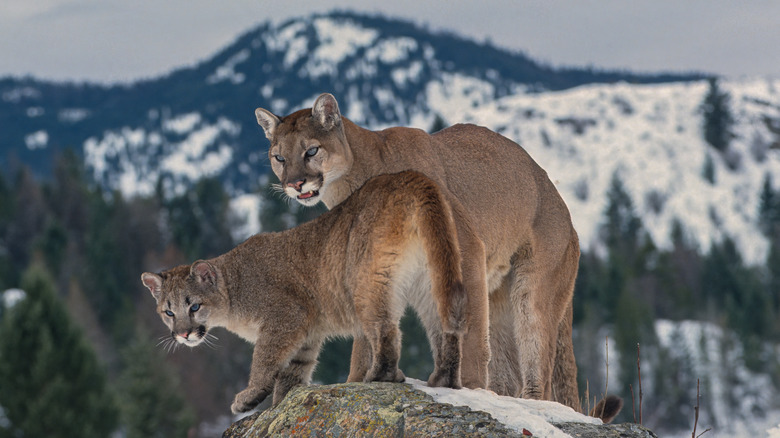 Two cougars standing on a rock in a snowy mountain landscape