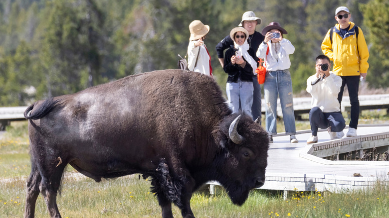 A bison in Yellowstone grazing dangerously close to photographing tourists