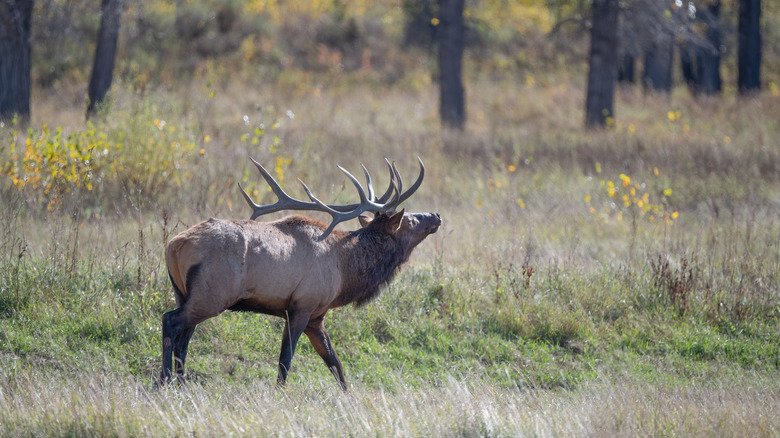A lone bull elk with large antlers lifts head to bellow in an open field
