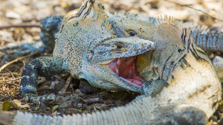 Green Iguanas fighting for dominance