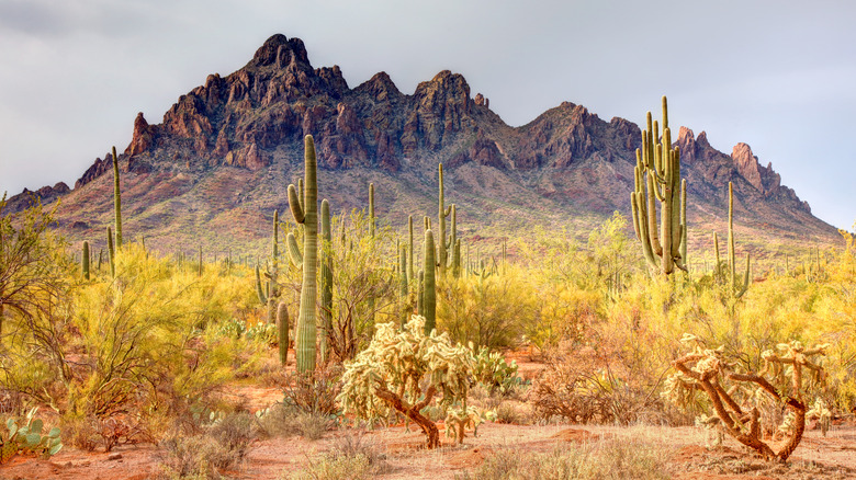 The Sonoran Desert near Tucson