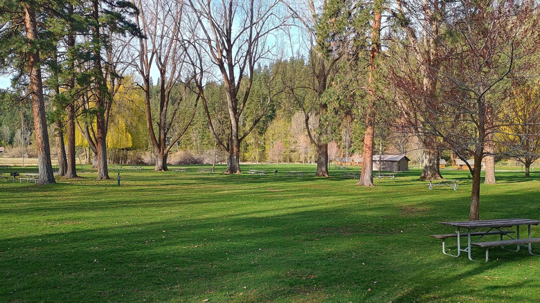 Trees on the lawns at the campgrounds in Conconully State Park, Washington