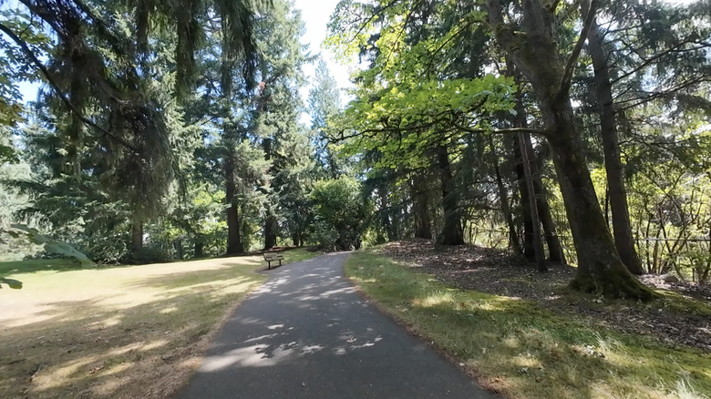 A paved section of the Lake to Lake Trail curves into forest on a sunny summer day in Bellevue, Washington