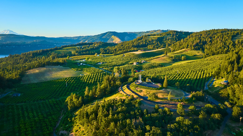 An aerial view of vineyards in the Columbia Gorge AVA at sunset