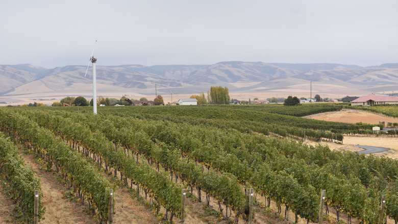 Vineyards with a mountain view in Walla Walla