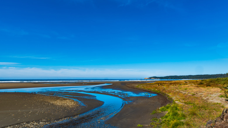 Winding stream at the Quinault Indian Reservation