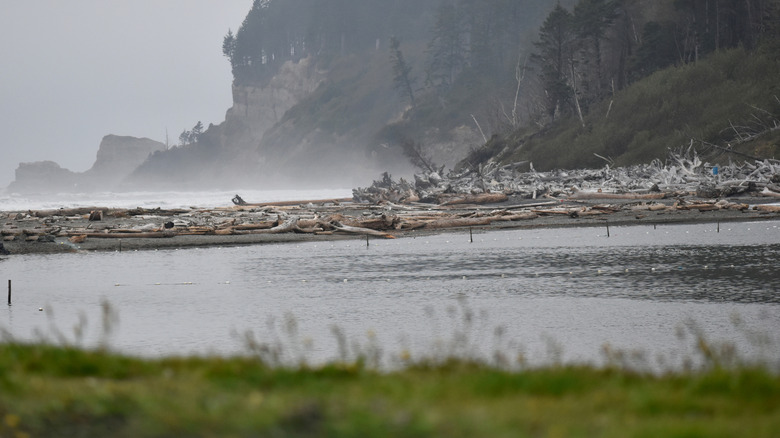 Misty coastal scene in Tahola, Washington