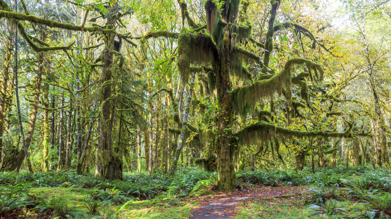 Lush forest in the Quinault Rainforest