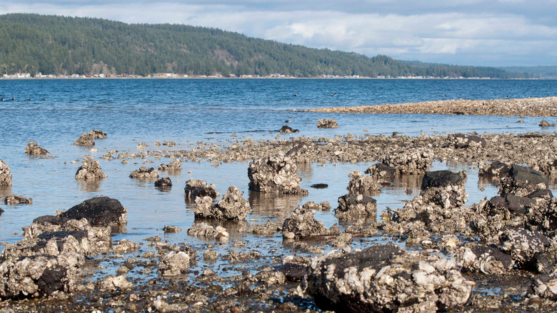 Oysters and rocks on the shoreline of Potlatch State Park