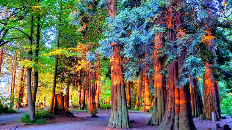 A thick forested campground with large cedar and birch trees at Birch Bay State Park
