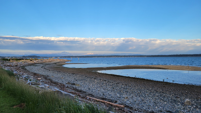 Low tide on a rocky beach with tall grasses in the foreground and snowy peaked mountains far off in the distance