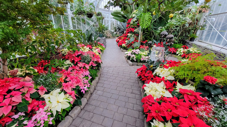 Stone pathway leads between blooming flowers and lush green plants inside W.W. Seymour Conservatory