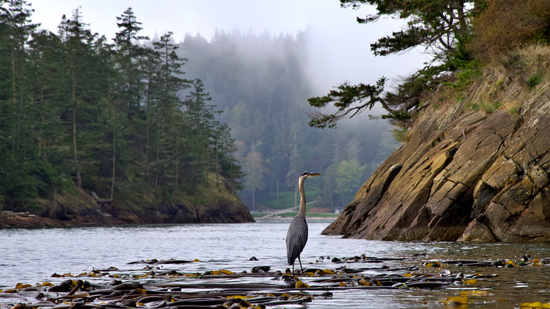 Grey heron on rock amid Salish Sea islands