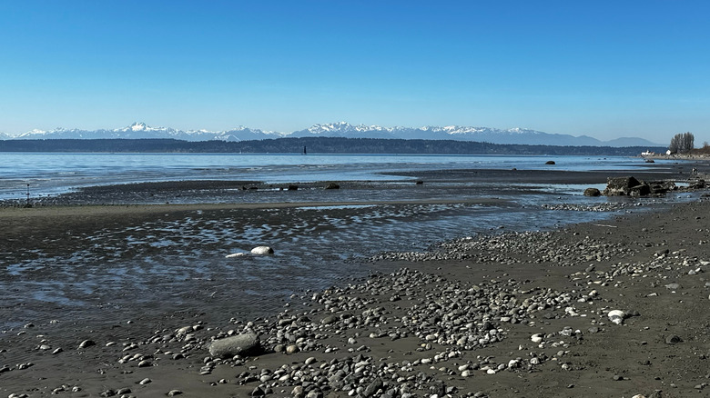 Snow capped mountains across the sound from golden gardens park
