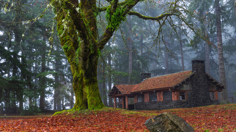 Twanoh State Park in the morning fog