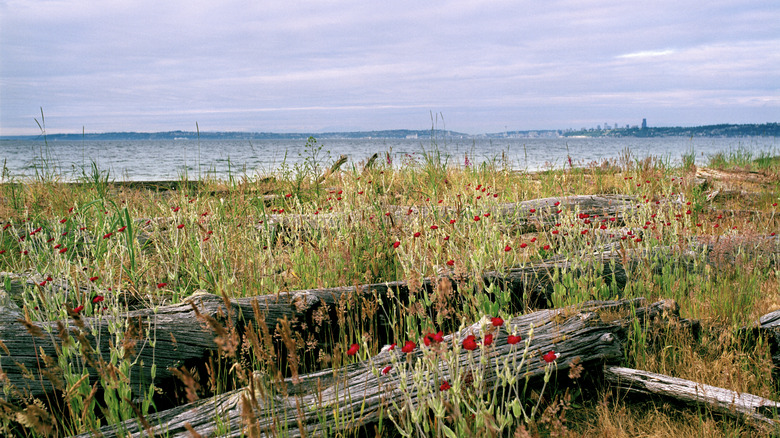 This sand spit, at the northwest tip of Blake Island, in Washington's Blake Island Marine State Park, with Seattle visible in the background