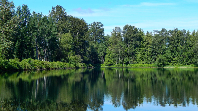 trees reflected in the Twin Lakes in Arlington, Washington