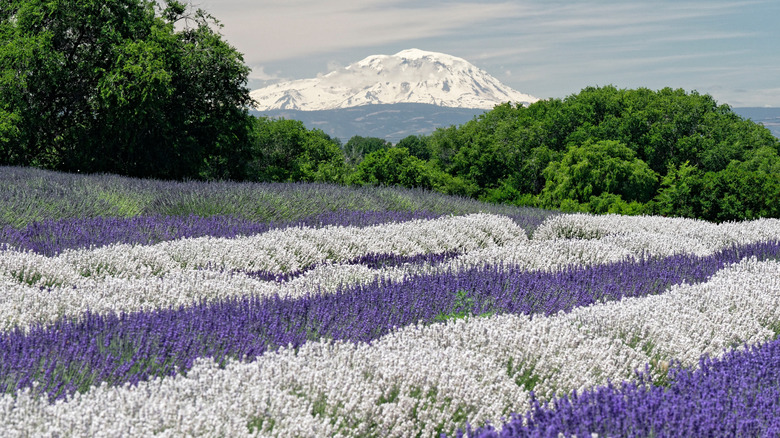Lavender fields and the snowy peak of Mount Adams in the distance