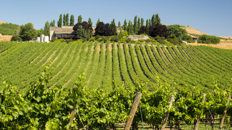Silver Lake Winery on the outskirts of Zillah, Washington