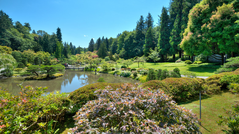 Lush landscape with a pond, flowers, and trees in Washington Park Arboretum in Seattle, Washington