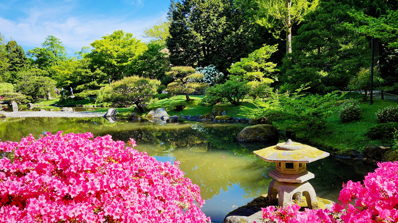 Lush landscape with flowers, a pond, and trees in Washington Park Arboretum in Seattle, Washington