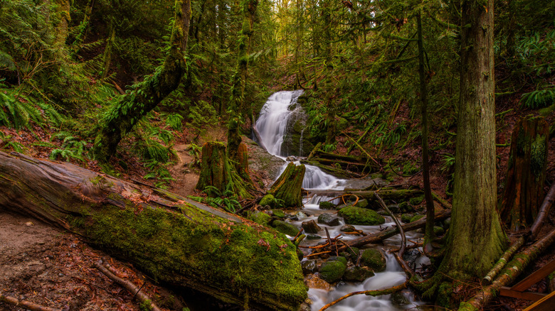 Coal Creek Falls in Cougar Mountain Regional Wildland Park