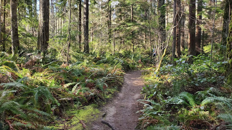a hiking path weaving through dense forests of Paradise Valley Recreation Area, Washington