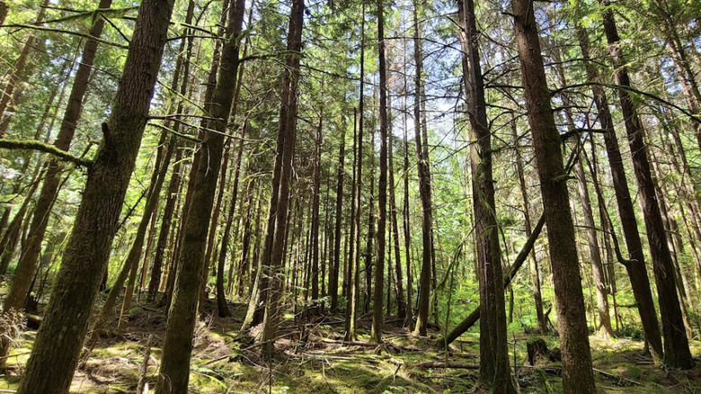 scenic forest views at Paradise Valley Recreation Area, Washington