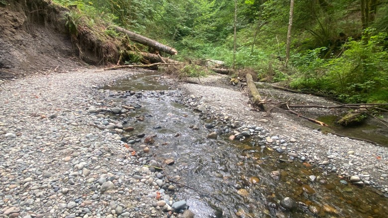 A creek flowing through rocky ground, with green trees in the background