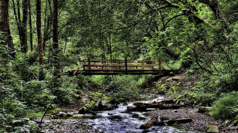 A dilapidated wooden bridge over a creek, surrounded by trees