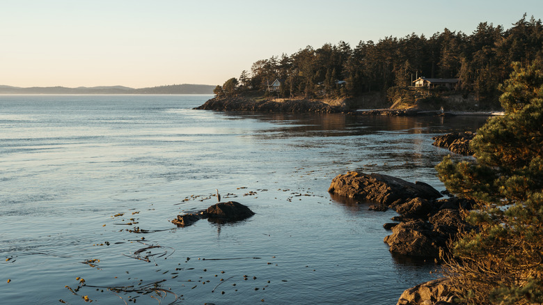 Trees and houses on the coast of Lopez Island, Washington